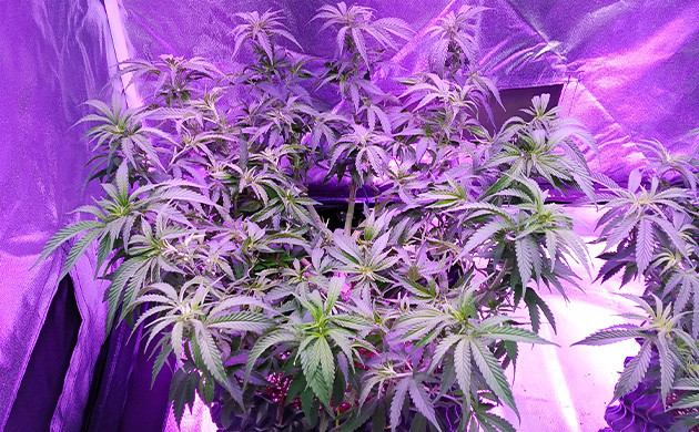 Куст ростом 45 см