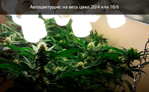 Требования к освещению для автоцветущей конопли