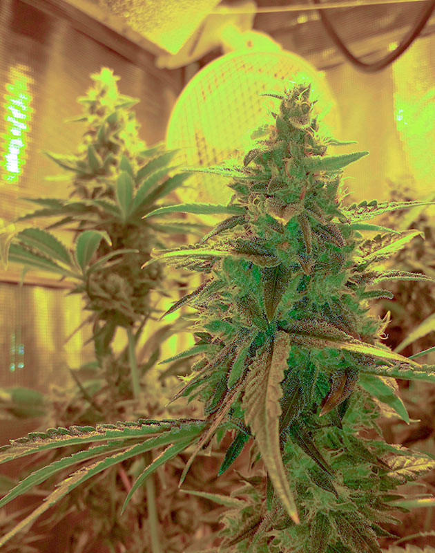 Соцветие покрытое трихомами