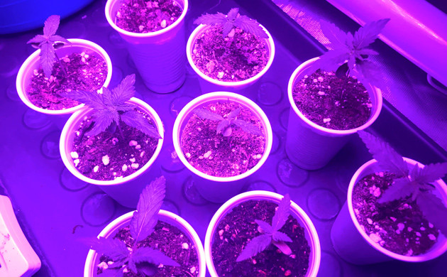 Подросшие кустики 5 см