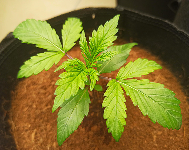 Вторая неделя роста Росток высотой 10 см