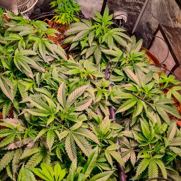 Green Crack 2.0: начало цветения