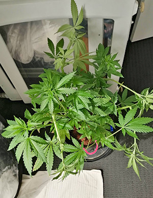 Куст на шестой неделе выращивания