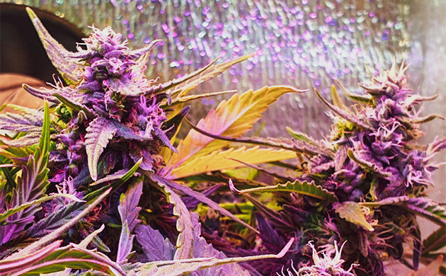 Крупные шишки Лоурайдера