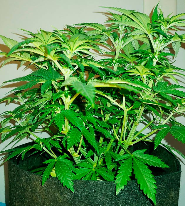 Компактный пышный куст конопли