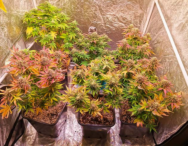 Cream Caramel Auto: срез первого растения