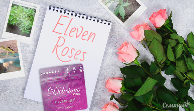 Гроурепорт по выращиванию сорта Eleven Roses