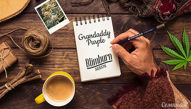 Гроурепорт сорта марихуаны Grandaddy Purple