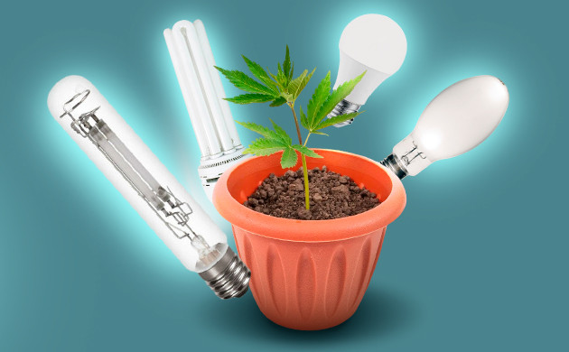 Имитация естественных условий для конопли с помощью света