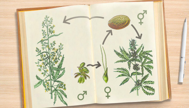 Процесс опыления женских растений мужскими