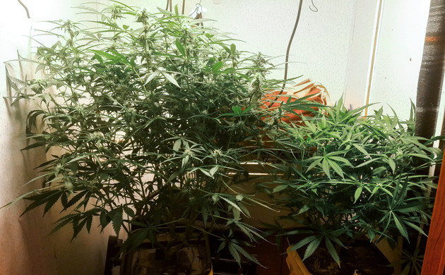 Кусты разного роста