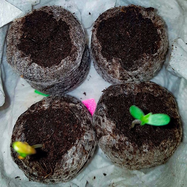 Проращивание Skywalker Haze Проращивание семян конопли Skywalker Haze