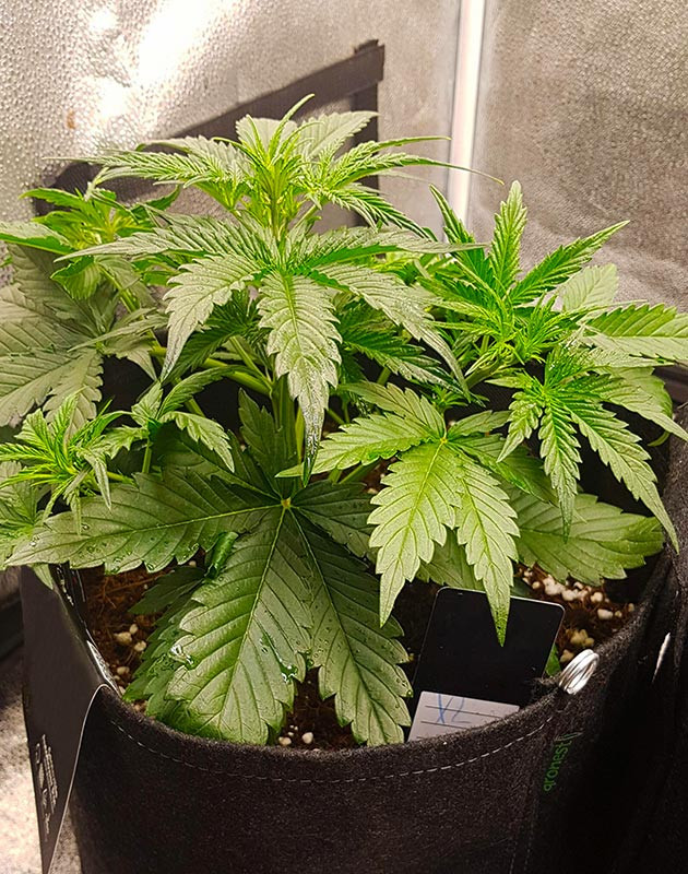 LST подгиб крупных листьев Кустик высотой 35 см