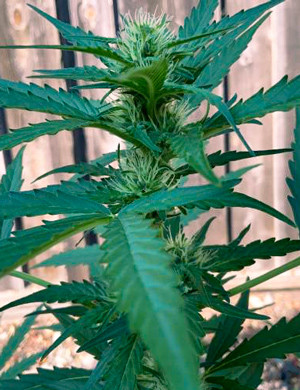 Куст каннабиса в тени