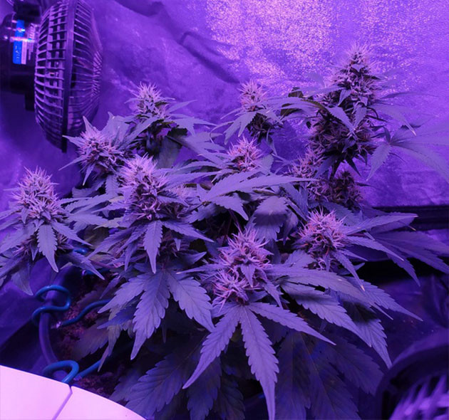 Набор массы шишек Увеличение размера бутонов