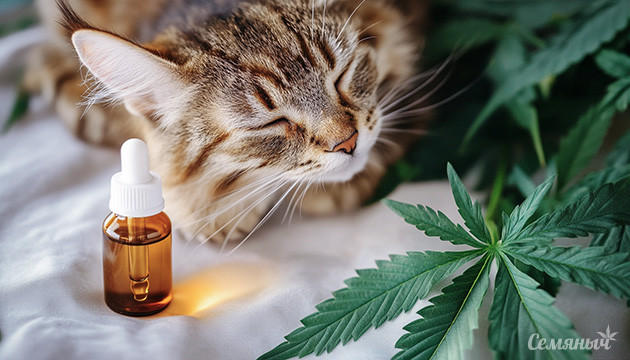 Каннабис для питомцев