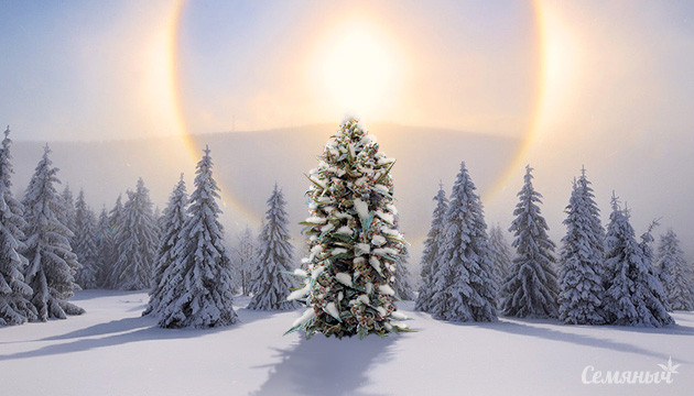 Зимнее солнцестояние с Семянычем