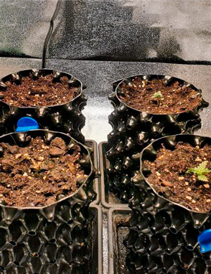 Ростки в воздушных горшках