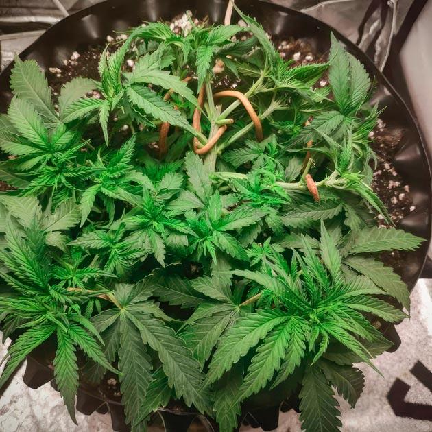 Куст Super Silver Haze от GHS на стадии вегетации