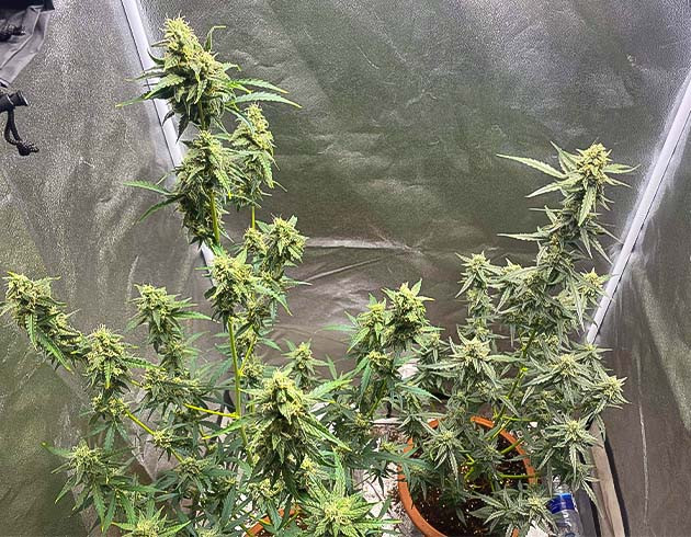 Переизбыток питательных веществ при выращивании Purple Punch Auto Куст Banana Purple Punch Auto на цветении