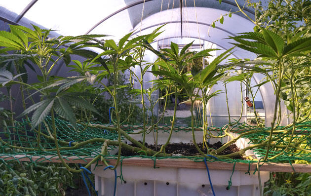 Как защитить каннабис от насекомых Кусты каннабиса после обработки от вредителей