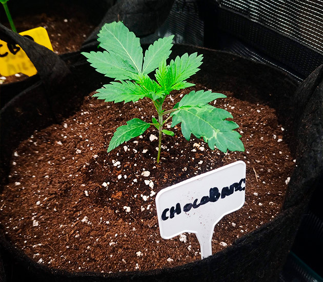 Пересадка конопли на 3 неделе Росток в 11 литровом горшке