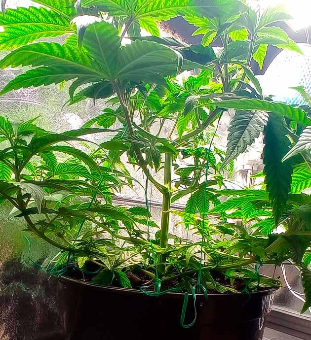 Куст Jealousy Kush на 4 неделе развития