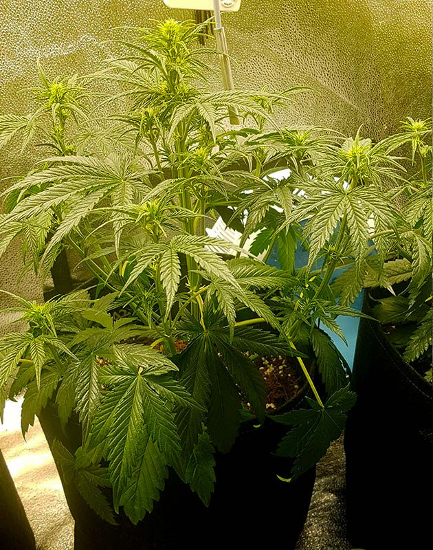 Первая неделя цветения конопли Формирование соцветий на кусте каннабиса