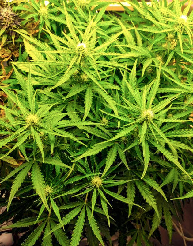 Цветение куста Auto Chocolate Skunk