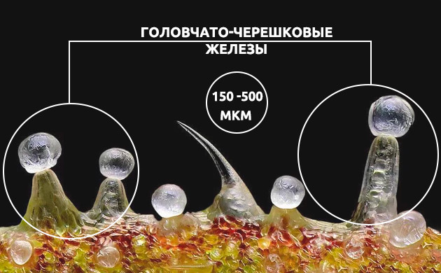 Головчато-черешковые трихомы