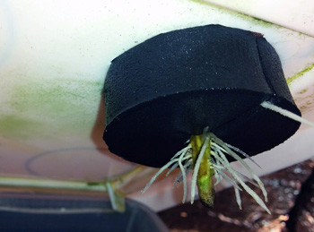 Корешок клона