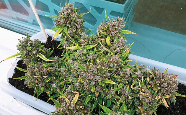 Куст до обрезки шишек