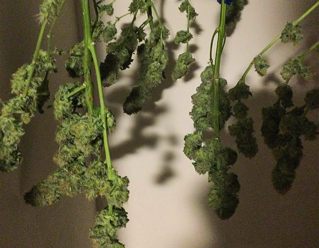 Сушка ветвей с шишками