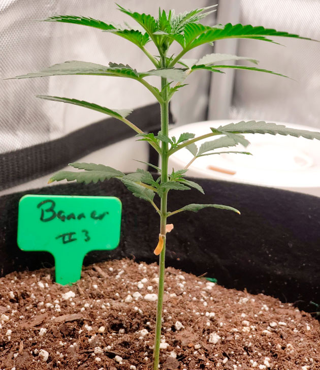 Росток Bruce Banner #3 от Herbies Seeds