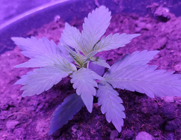 Формирование третьей пары полноценных листьев Росток высотой 10 см