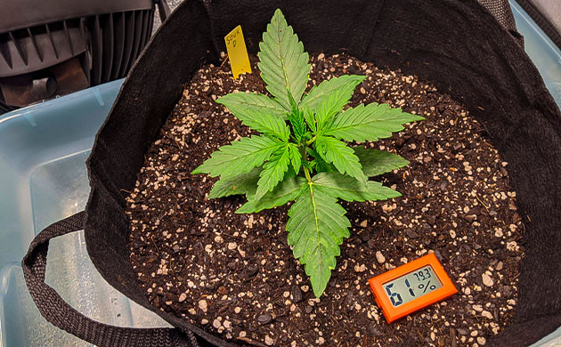 Формирование третьего этажа листьев