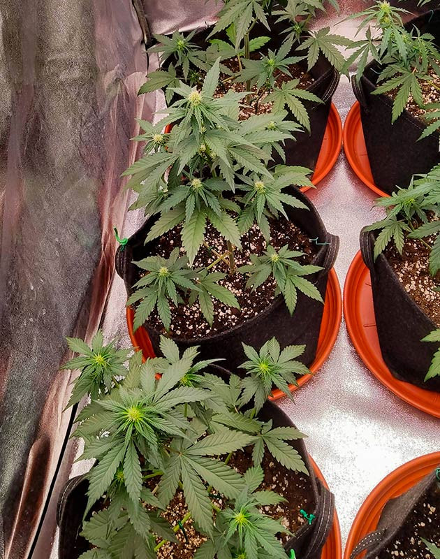 Подкормка и полив Кусты Purple Punch OG XL Auto на 4 неделе выращивания