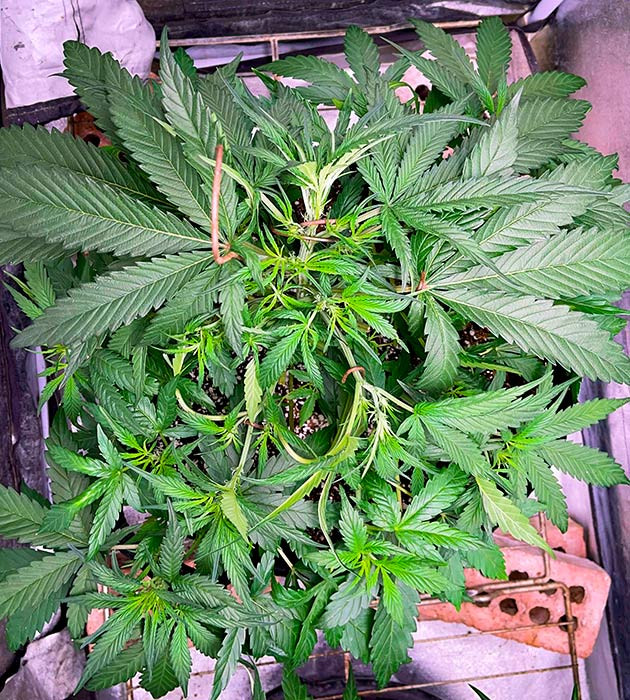 Дефолиация куста Bruce Banner Auto Куст марихуаны Bruce Banner Auto