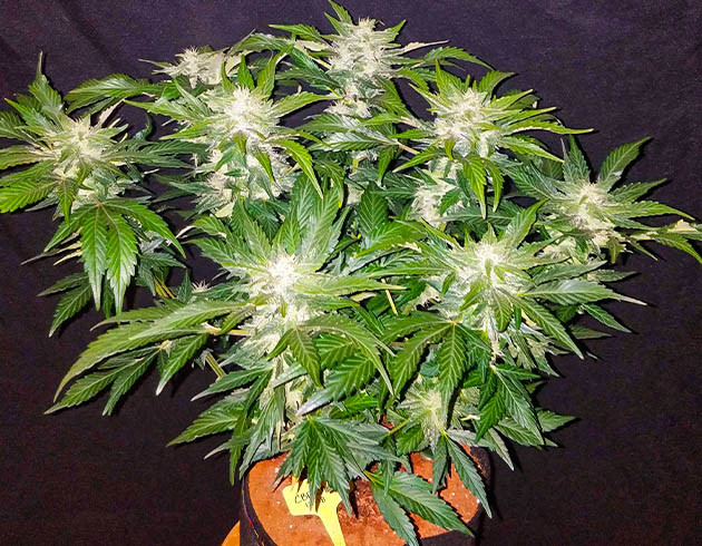 Цветущий куст высотой 96 см