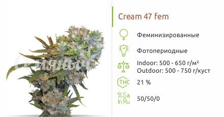 Cream 47 fem (Sweet Seeds)