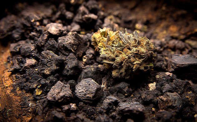 Что такое гуано летучих мышей