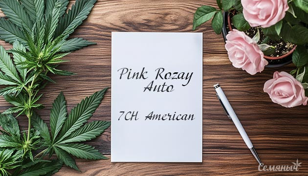 Вторая попытка выращивания Pink Rozay Auto