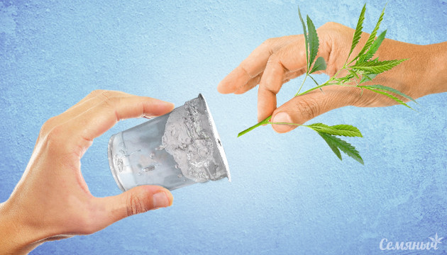 Черенок в питательном веществе