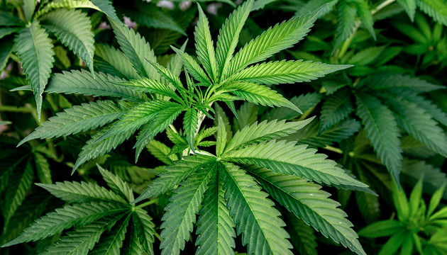 Вегетация конопли