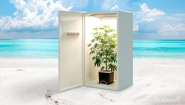 Преимущества выращивания конопли в аутдоре Выращивание конопли под открытым небом в естественных условиях