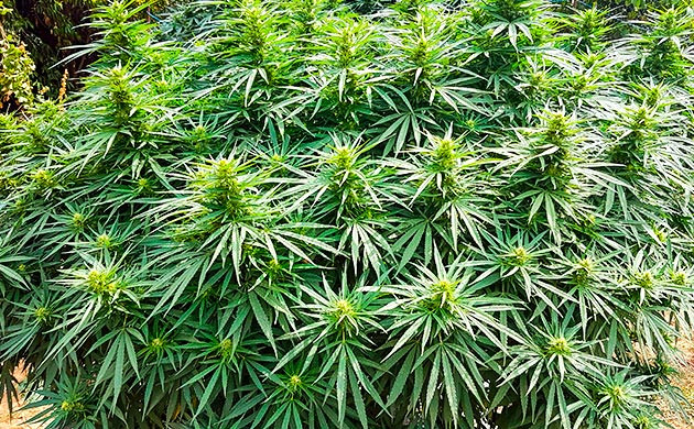 Использование мульчи при выращивании Runtz Muffin