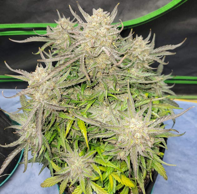 Подготовка к харвесту Ztrawberriez Auto