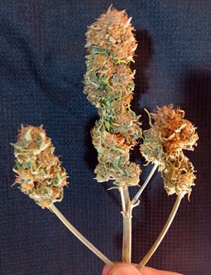 Собранный урожай