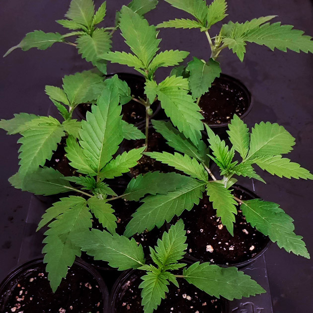 Ростки по 12 см