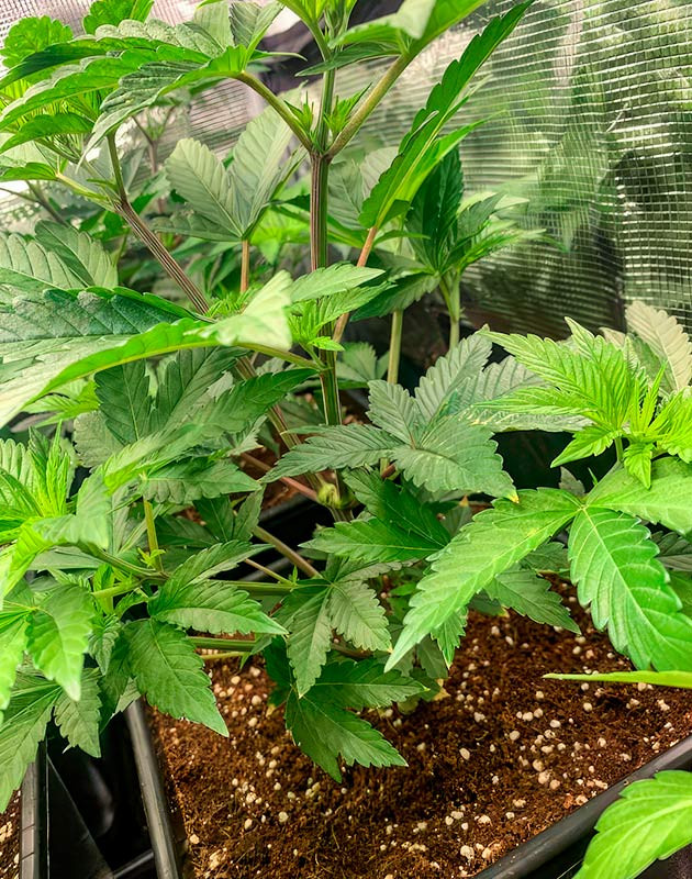 4 неделя роста конопли